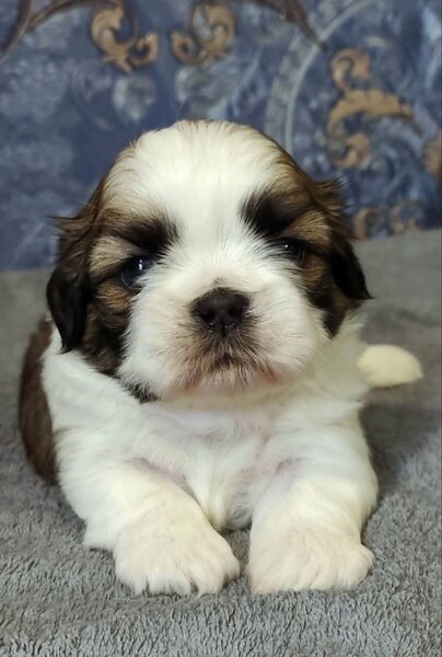 Fetita Shih Tzu