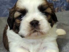Fetita Shih Tzu
