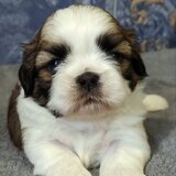 Fetita Shih Tzu